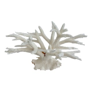 Natural White Staghorn Coral Specimen Coastal Decor For Sale
