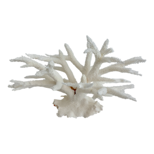 Natural White Staghorn Coral Specimen Coastal Decor