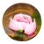 Art Glass Pink Rose Paperweight For Sale