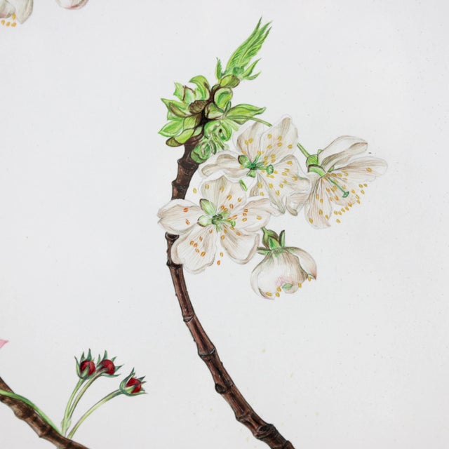 Vintage Hand-Painted Plant Specimen Watercolor Cherry Blossom Specimen (With Frame). Signed in the Lower Right Corner For Sale In New York - Image 6 of 10