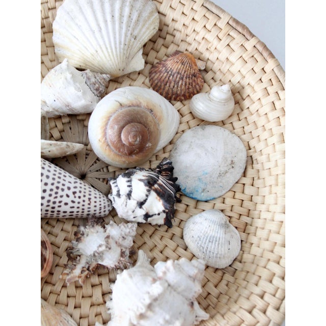 Vintage Collected Seashell Collection For Sale - Image 14 of 17
