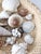 Vintage Collected Seashell Collection For Sale - Image 14 of 17