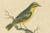 Late 18th Century Late 18th-Century Hand-Colored Copperplate Engraving of the Yellow Finch, 1794 For Sale - Image 5 of 7