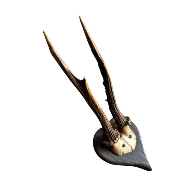 Roe deer trophy on wood plaque. Rare find. Black Forest decor.