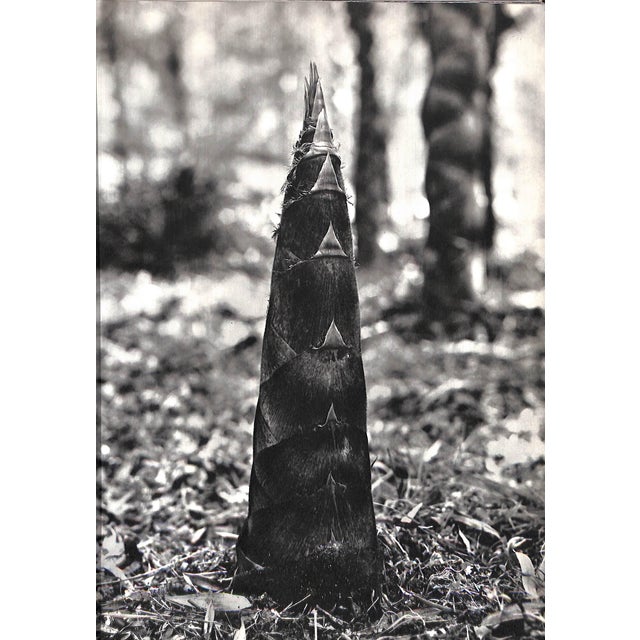 "Bamboo" 1970 Austin, Robert, Levy, Dana, & Ueda Koichiro For Sale In New York - Image 6 of 9
