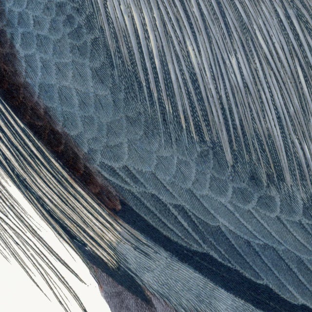 Illustration Great Blue Heron Styled After Olof Rudbeck - Plate 36 (Cfa-Wd) For Sale - Image 3 of 7