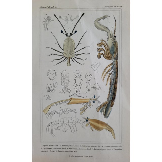 Illustration Original Antique Engraving of Shrimp/Crustacea by Georges Baron Cuvier For Sale - Image 3 of 5