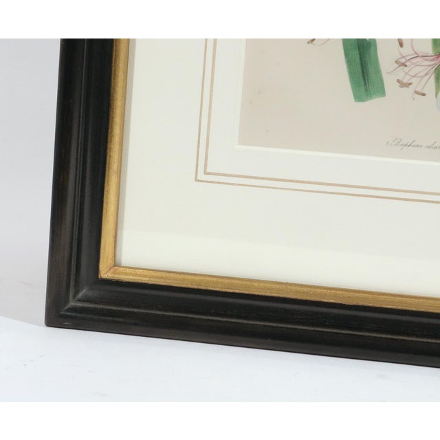 Mid 19th Century Jane Wells Loudon Botanical Prints Framed - a Pair For Sale - Image 10 of 12
