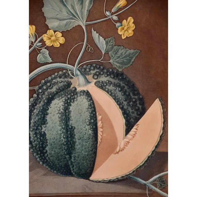 Silver Rock Melon: A Framed 19th C. Color Engraving by George Brookshaw , 1812 For Sale In San Francisco - Image 6 of 8