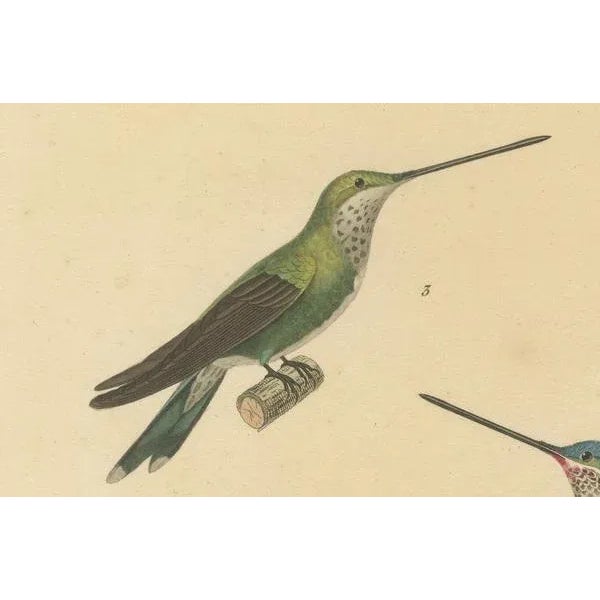 Huet & Prêtre, Hummingbird Illustrations, 1838, Paper For Sale - Image 4 of 6