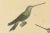 Huet & Prêtre, Hummingbird Illustrations, 1838, Paper For Sale - Image 4 of 6