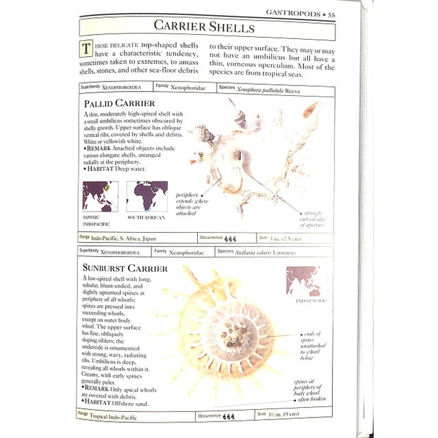 1990s "Shells: The Visual Guide to More Than 500 Species of Seashells From Around the World" 1992 Dance, S. Peter For Sale - Image 5 of 11