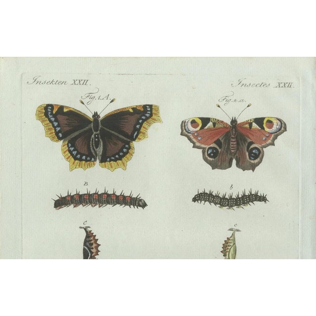 Black Bertuch, Peacock and Red Admiral Butterflies, 1800, Engraving For Sale - Image 8 of 10