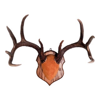 Deer Antler Mount For Sale