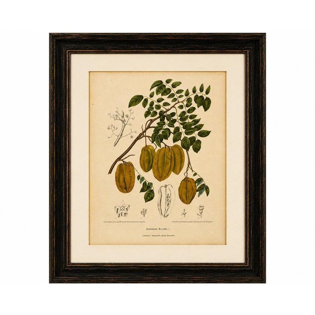 Title antique star fruit botanical chromolithograph by hoola van nooten, c. 1880 a magnificent original antique botanical...