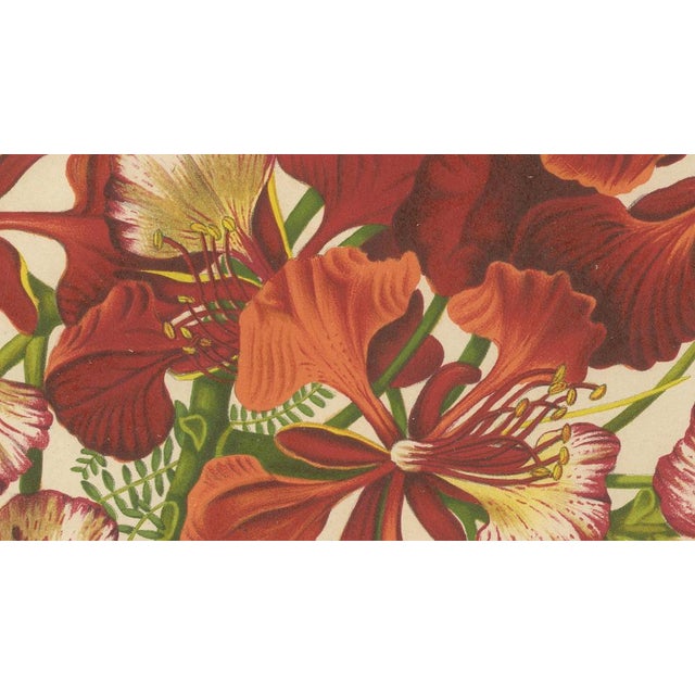 Hoola van Nooten, Royal Poinciana Botanical, 1880, Chromolithograph For Sale - Image 4 of 10