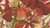 Hoola van Nooten, Royal Poinciana Botanical, 1880, Chromolithograph For Sale - Image 4 of 10