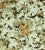 Contemporary Sample - Jean Paul Gaultier for The House of Scalamandré Hirondelles Wallcovering, Automne For Sale - Image 3 of 3