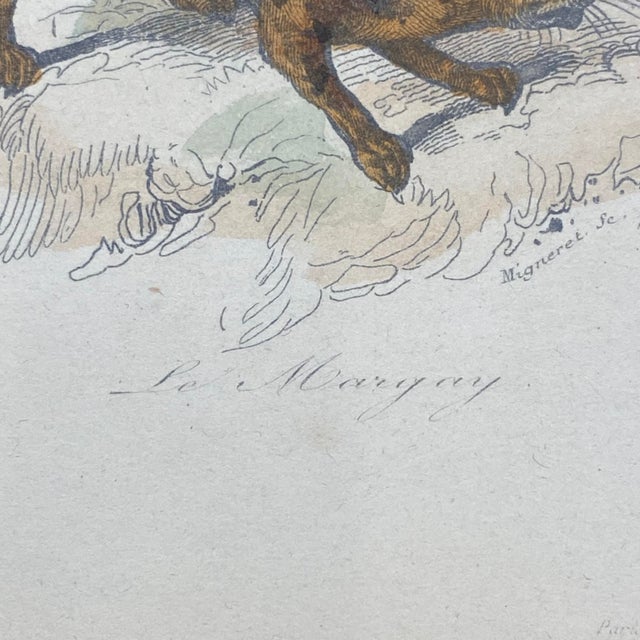 18th Century French Antique 18th Century "Le Margay" Animal Engraving Hand Colored Signed Artwork For Sale - Image 5 of 12
