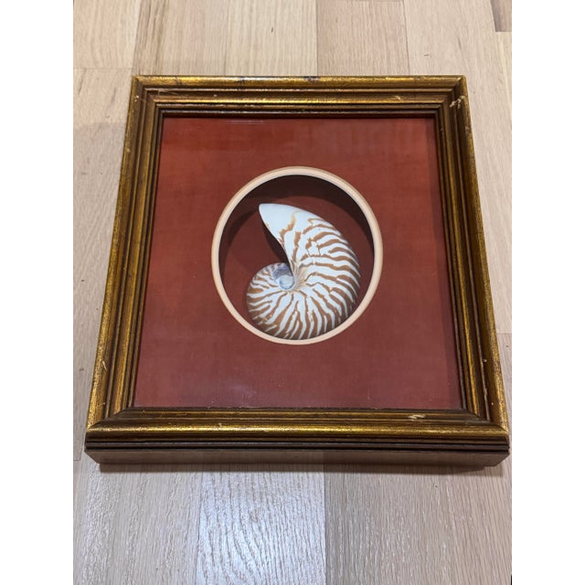Wonderful vintage framed nautilus seashell. Framed in a lovely frame. Ready to hang on a wall. Perfect to add a touch of...