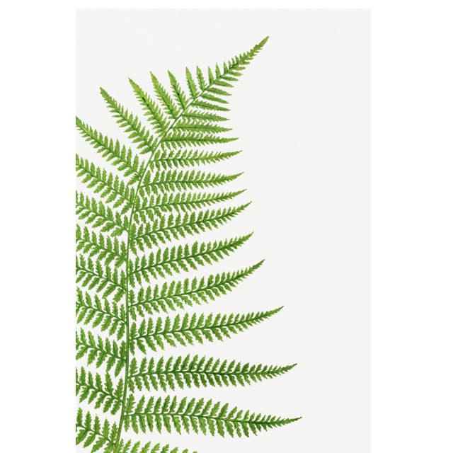 Green Vintage Fern Art Print, Botanical Fern Reproduction, 20" X 30" For Sale - Image 8 of 10