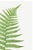 Green Vintage Fern Art Print, Botanical Fern Reproduction, 20" X 30" For Sale - Image 8 of 10
