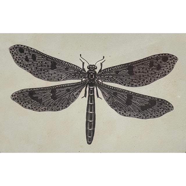 2020s Natural Curiosities Dragonfly Prints Framed For Sale - Image 5 of 8
