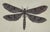 2020s Natural Curiosities Dragonfly Prints Framed For Sale - Image 5 of 8