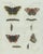Bertuch, Peacock and Red Admiral Butterflies, 1800, Engraving For Sale - Image 4 of 10