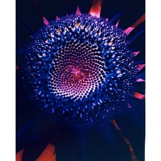Jeffrey Rothstein, Flora Fauna Series Vintage Color Photograph Abstract Flower Fuji Crystal Photo, c.1998 For Sale
