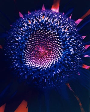Jeffrey Rothstein, Flora Fauna Series Vintage Color Photograph Abstract Flower Fuji Crystal Photo, c.1998