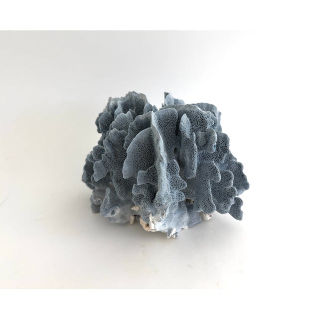 Natural Blue Coral Specimen For Sale - Image 4 of 7