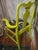 1950s Custom Whimsical Queen Anne Armchair – The Bella Vista in Tuscan Chartreuse For Sale - Image 4 of 5