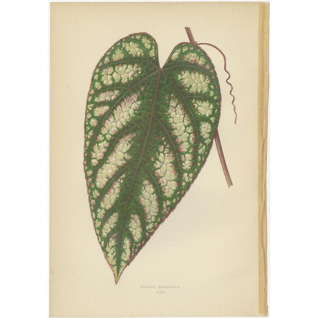 E.J. Lowe and W. Howard, Botanical Prints, 1891, Paper, Set of 8 For Sale - Image 9 of 10