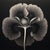 20' X 20' 'Dipsacus Laciniatus' #2 - Black and White Limited Edition Botanical Floral Photography Print, Unframed For Sale