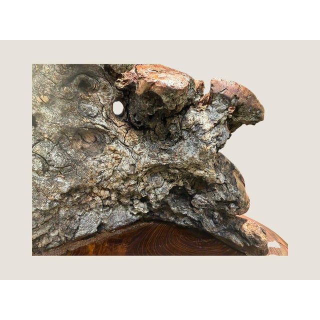 Wood Vintage Burl Root Wood Abstract Sculpture Live Edge Base Organic Modern 17" For Sale - Image 7 of 15
