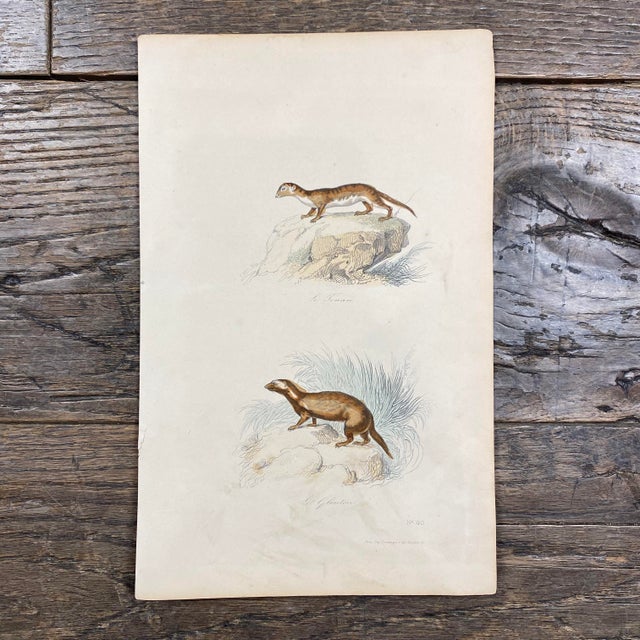 Super high quality in this lovely historical French 18th Century animal engraving! Signed V. Adam del and Beaupre Sc....