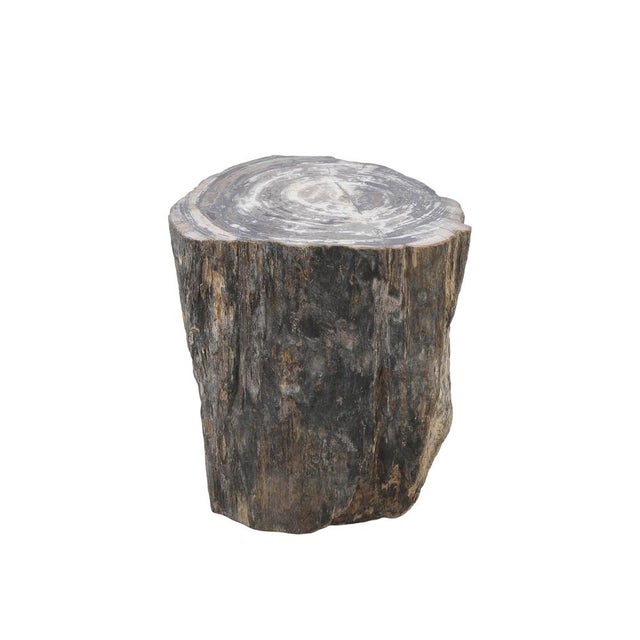 Petrified Wood Side Table by Xyleia Petrified Wood For Sale - Image 9 of 9