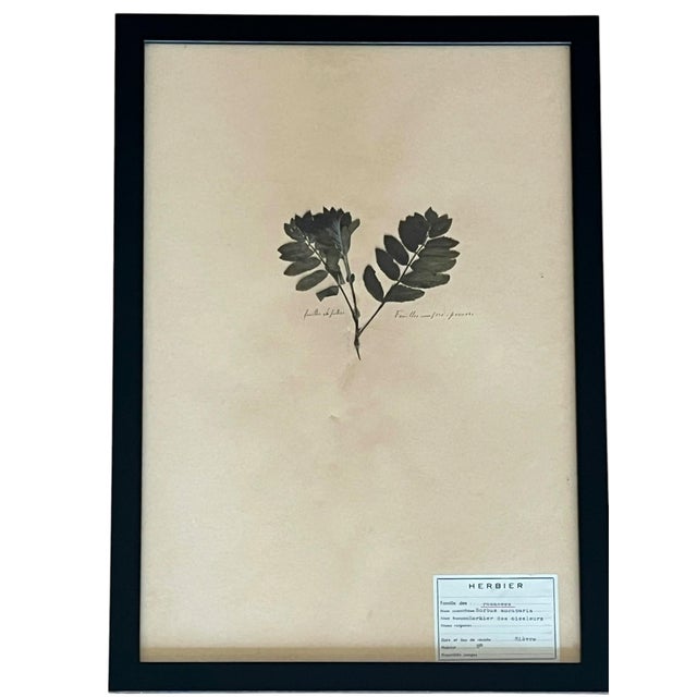 French Provincial 1965 French Herbarium Botanical Specimens – Set of 9 Custom Framed Pressed Botanicals For Sale - Image 3 of 17