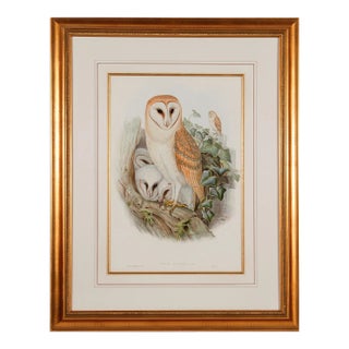 Barn Owl Family: A Framed Original 19th C. Hand-Colored Lithograph by John Gould and Henry Constantine Richter, 1862-1873 For Sale
