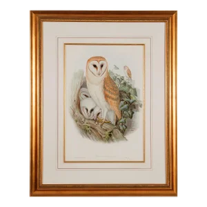 Barn Owl Family: A Framed Original 19th C. Hand-Colored Lithograph by John Gould and Henry Constantine Richter, 1862-1873