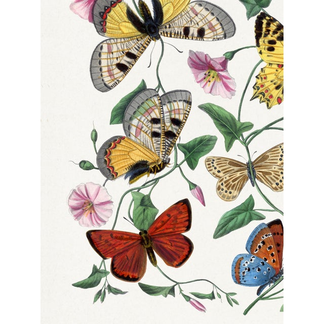 Butterflies and Moths (Paul Gervais), Vintage Art Print Reproduction, 18" × 24" For Sale - Image 4 of 6
