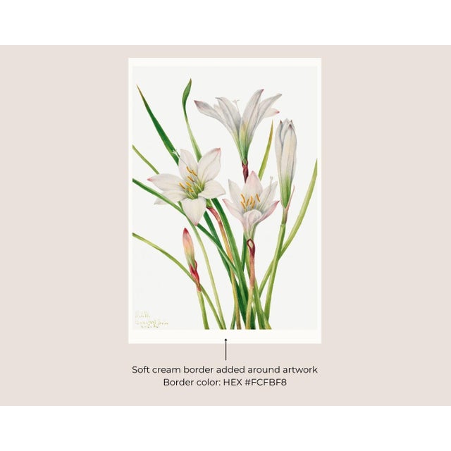 Paper Atamasco Lily, Vintage Botanical Art Print Reproduction by Mary Vaux Walcott, 20" X 30" For Sale - Image 7 of 10