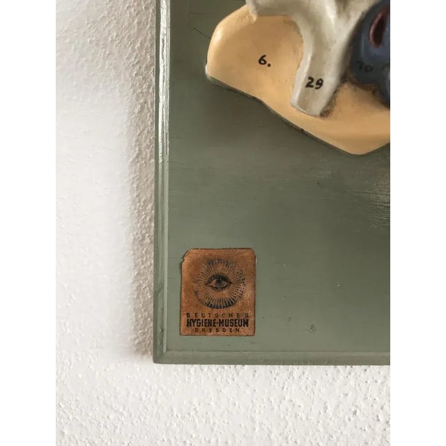 Anatomical 3-Dimensional Model, Germany, 1950s For Sale - Image 4 of 5