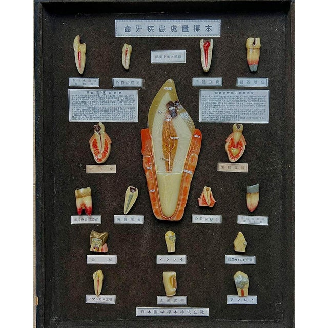 Japanese Dental Teaching Display with Anatomical Models, 1920s For Sale - Image 18 of 18