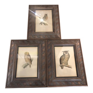 Antique Hand Colored Morris Long Engravings of Owls-A Set For Sale