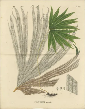 Ferns of Indonesia Polypodium, 1829, Paper