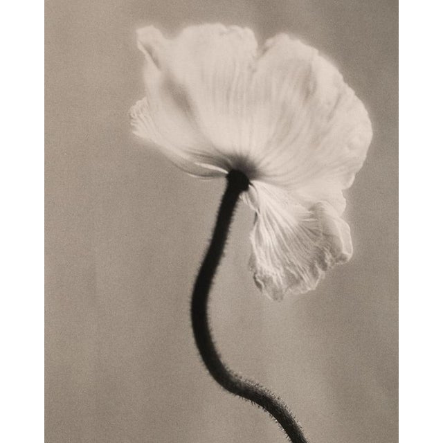 Poppy no.3' 2023 97×120 cm printed on organic cotton canvas, limited edition of 5 + 1AP Canvas fixed on bamboo fixtures,...
