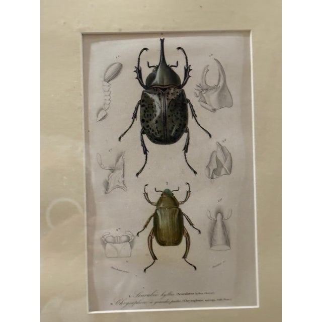 Late 19th Century Framed 19th C Hand Colored Engravings of Insects, Reptiles and Shells For Sale - Image 5 of 9