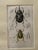 Late 19th Century Framed 19th C Hand Colored Engravings of Insects, Reptiles and Shells For Sale - Image 5 of 9